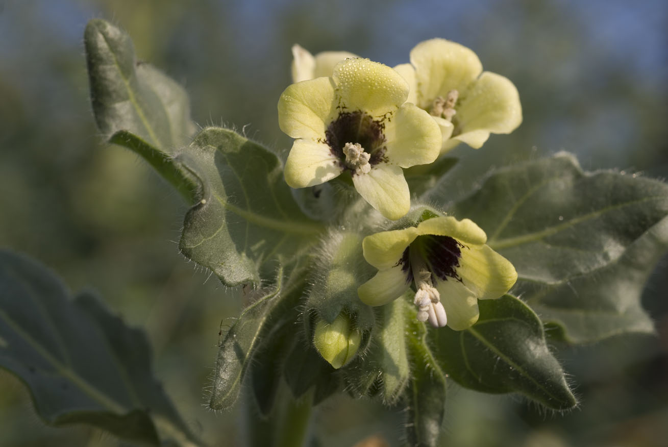 Hyoscyamus albus / Giusquiamo bianco